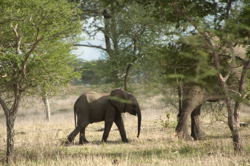 Selous  Sandriver Camp Elefanten