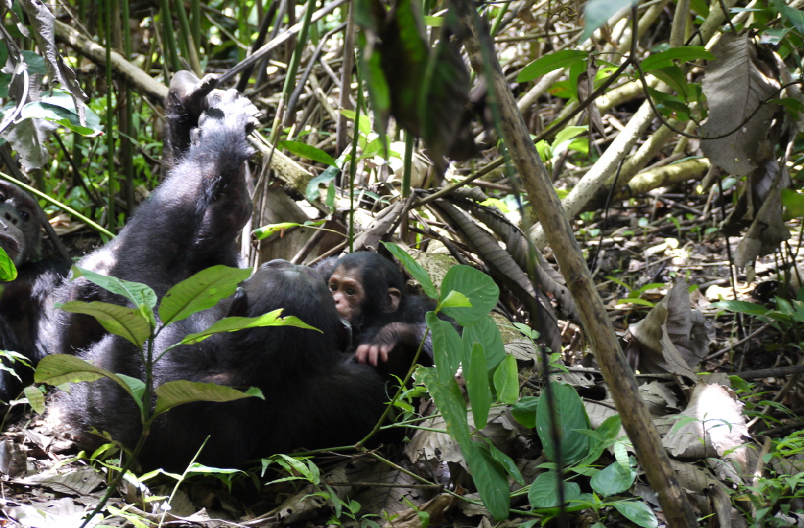 Schimpansen in Mahale Greystoke Tansania 