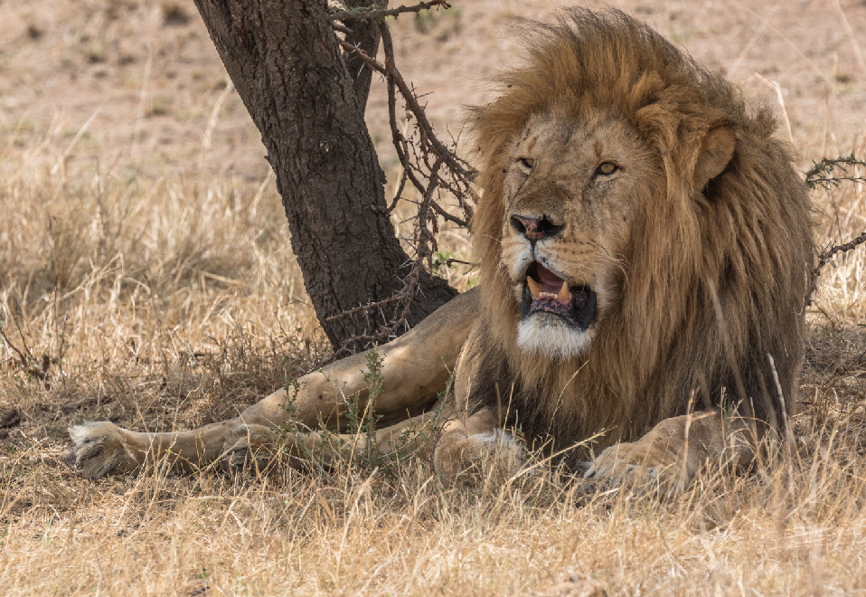 Safari Kenia masai mara Lwe