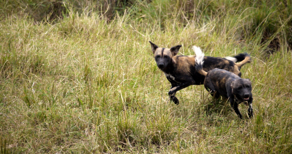 Lycaon Pictus Afrikanischer Wildhund