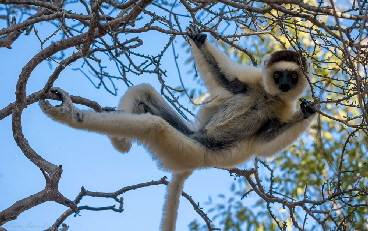 Kronen-Sifaka- Madagaskar mit African Queen Safaris