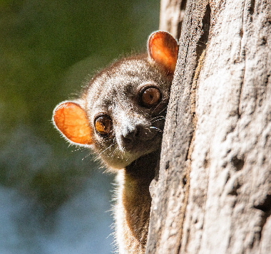 Namoroka-tsingy-camp-madagaskar_0013