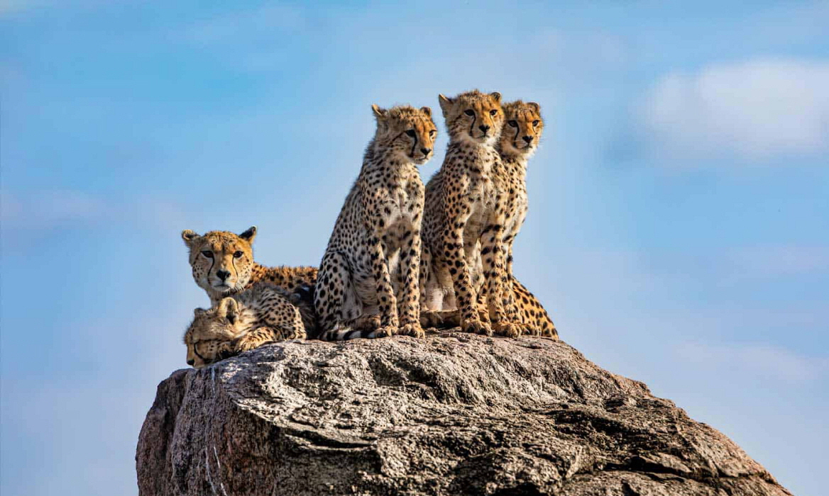 Ol Mara Camp Serengeti Geparden