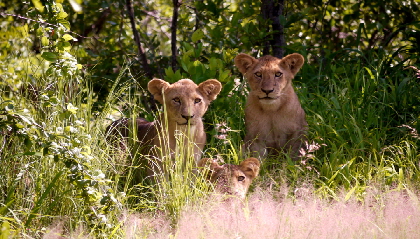 Safari in Tansania mit African Queen Safaris