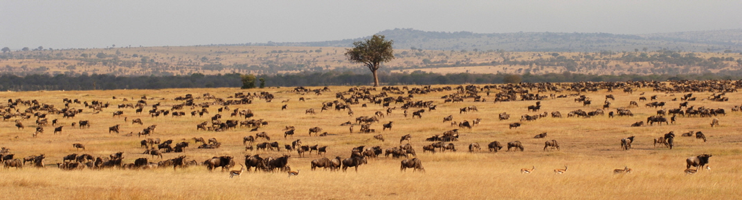 Serengeti migration wide  Kopie