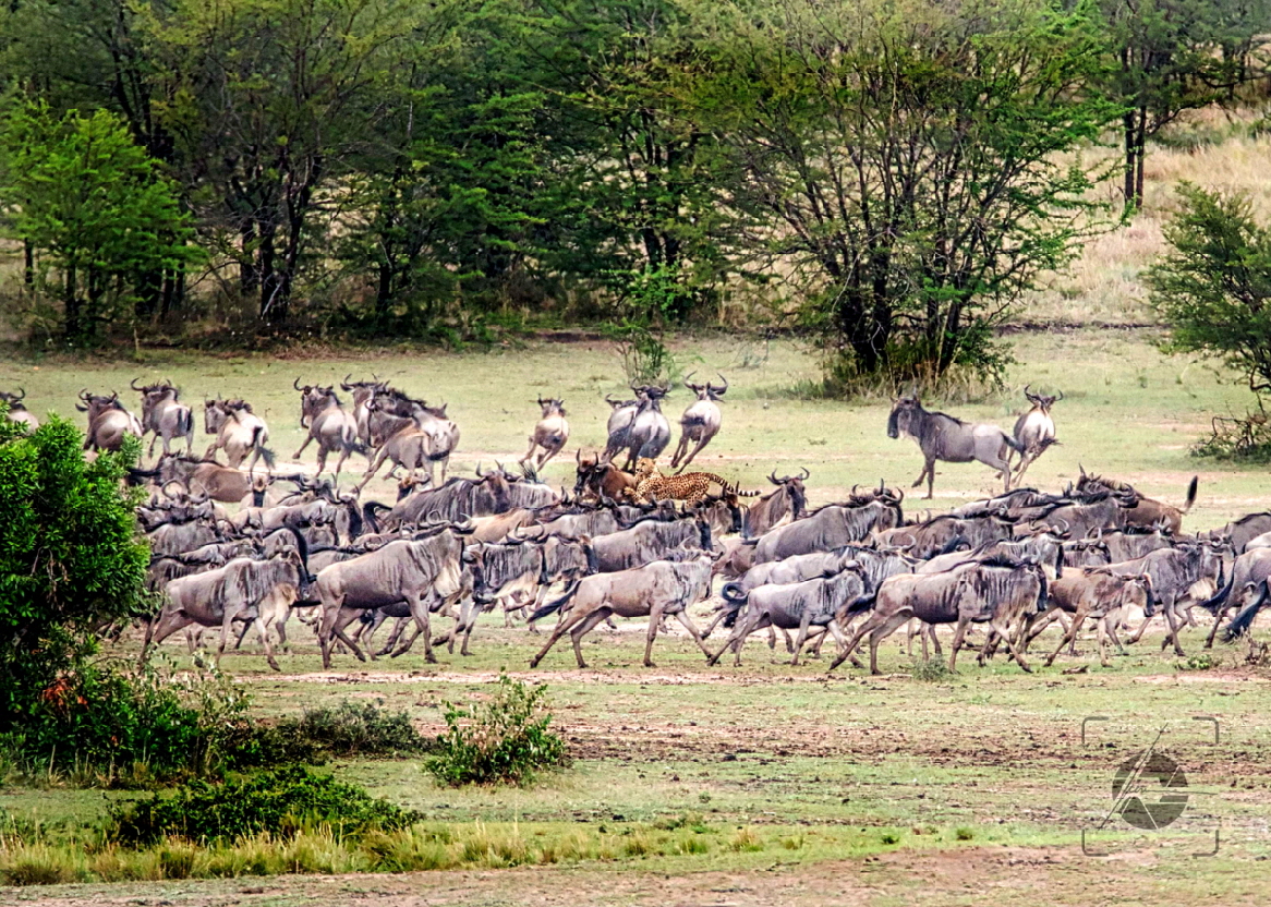 Lamai Serengeti Safari Tansania 