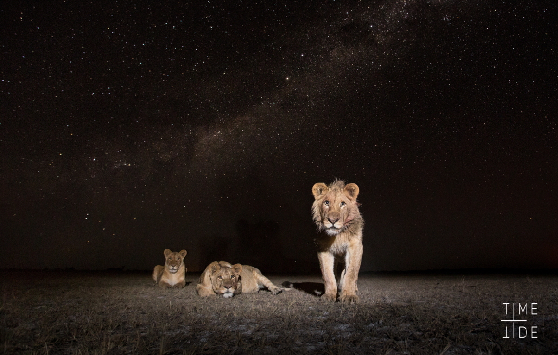 Löwen bei Nacht 