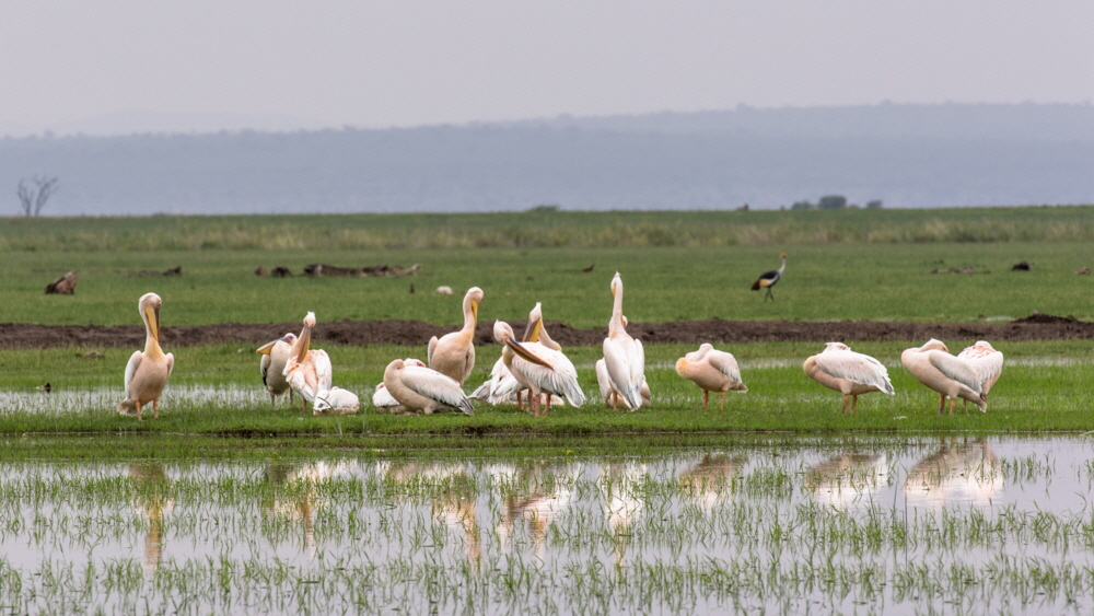 Pelikane im Amboseli See  Mrz 2018 