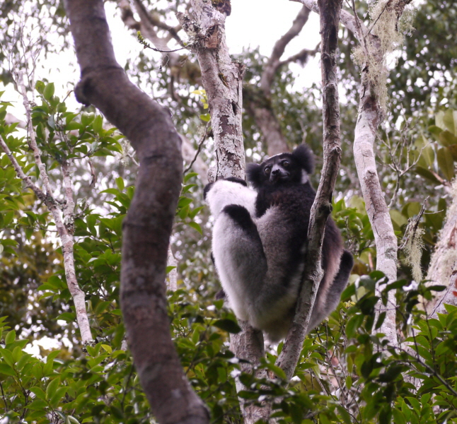 Indri in Andasibe
