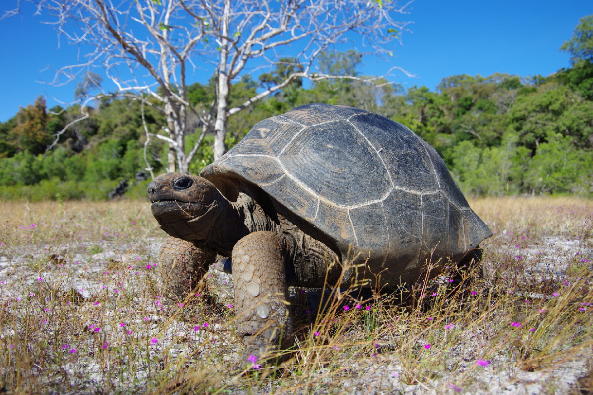 Schildkrte  in Anjajavy 