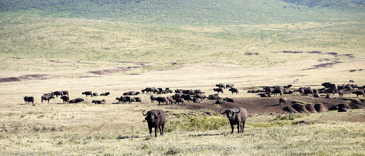 Ngorongoro Krater Büffelherde