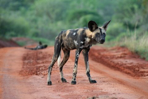 Wildhund 