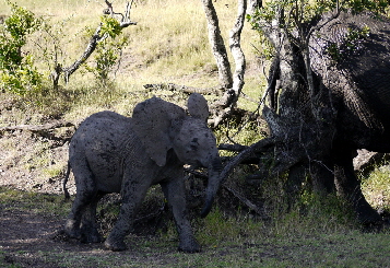 Elefant in der Masai Mara
