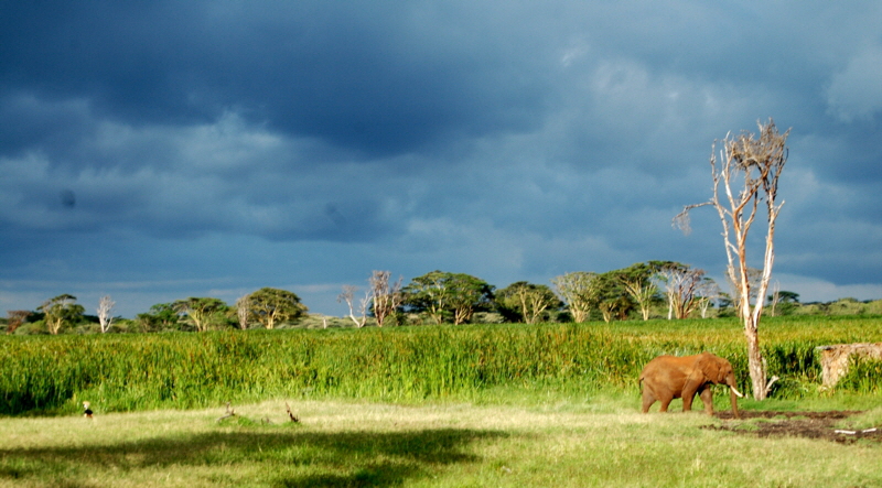 Am Sumpf in Lewa