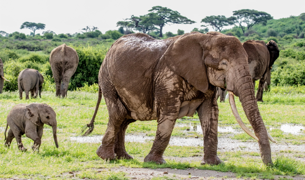 elefanten-amboseli-kenia_0001