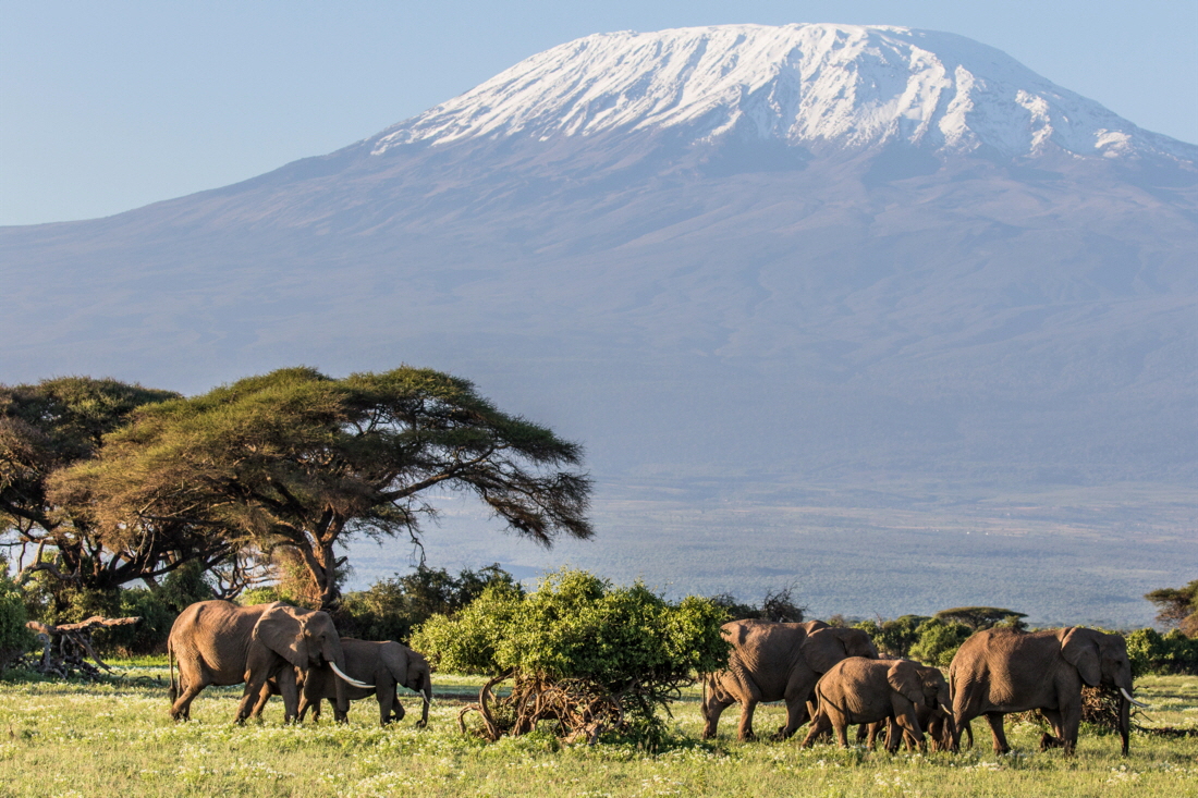 Amboseli Elefanten am  Kilimandscharo