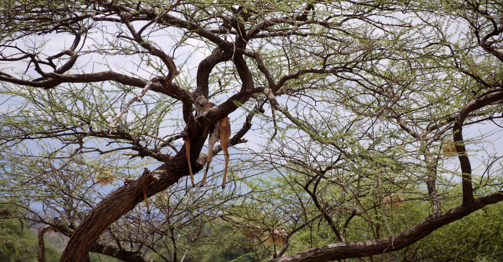 Impala im Baum 
