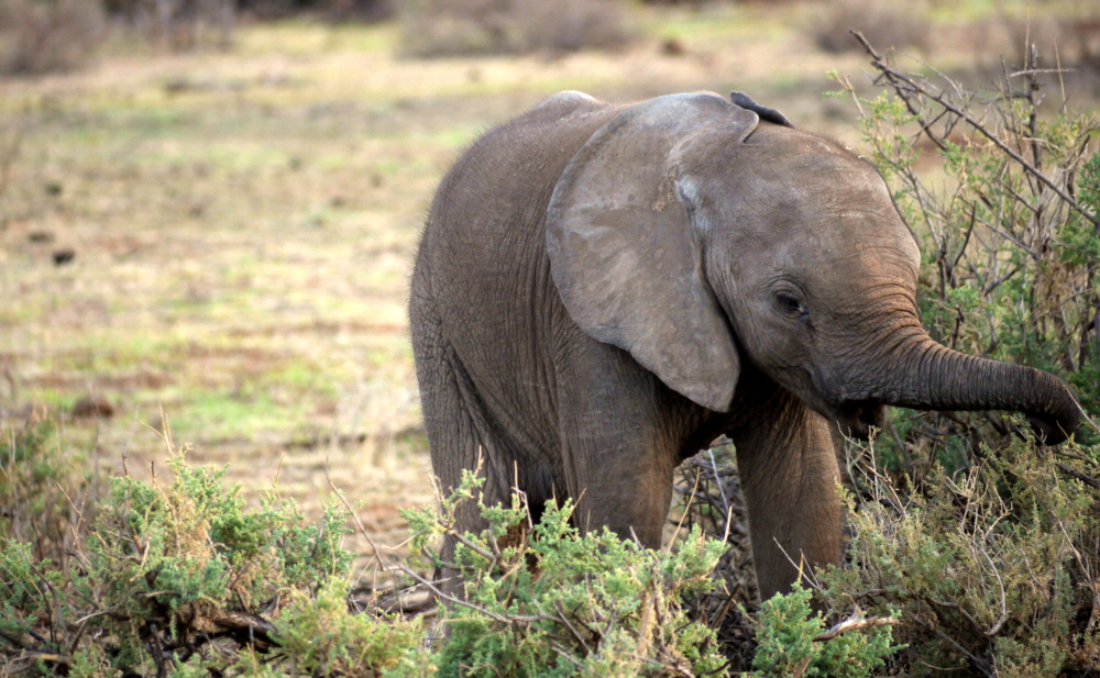 Samburu Elefantenkind 