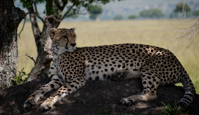 Gepardin der Mara