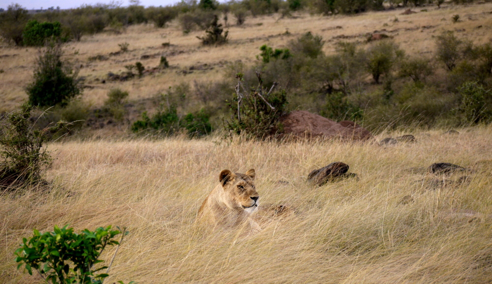 Löwen Mara North 