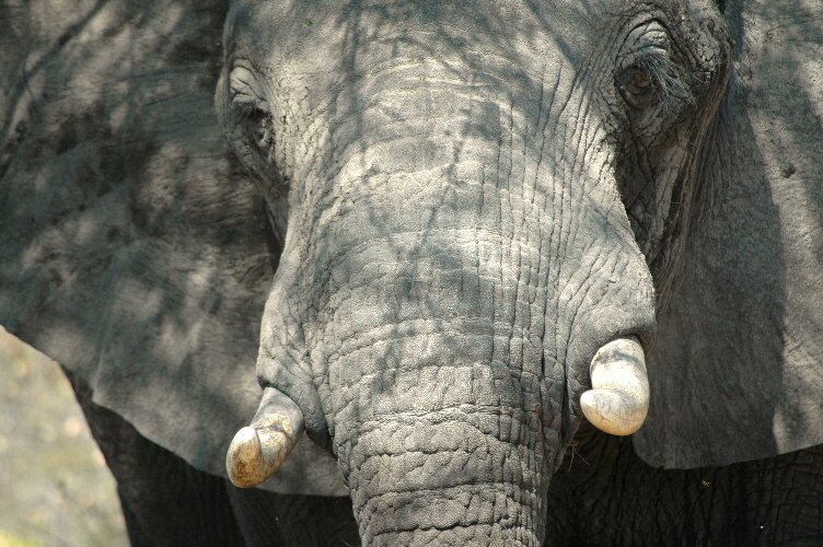 Elefant im Katavi