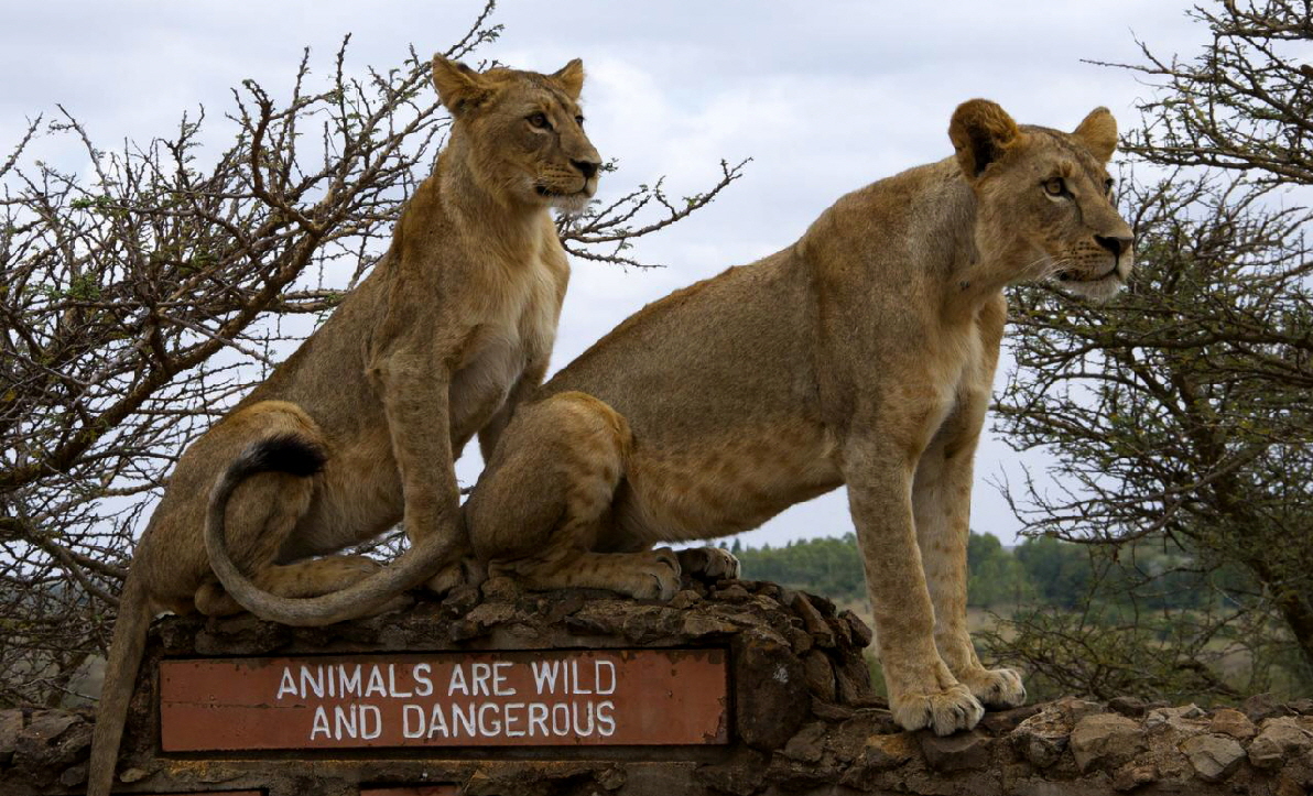 Nairobi Emakoko Löwen