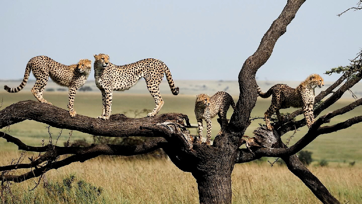 Enkewa Camp Masai Mara 
