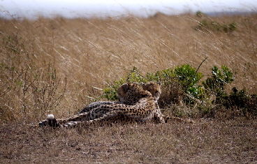  Safari-Camp Masai-Mara Kenia