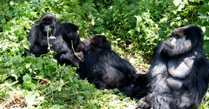 gorilla-trekking- Ruanda Virungas