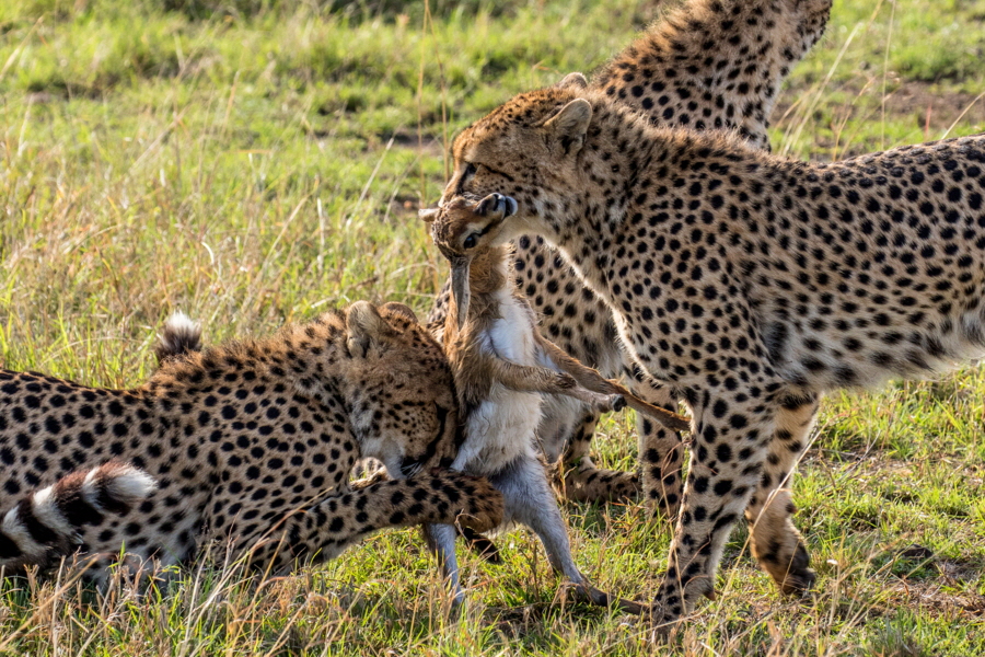 safari-masai-mara-kenia