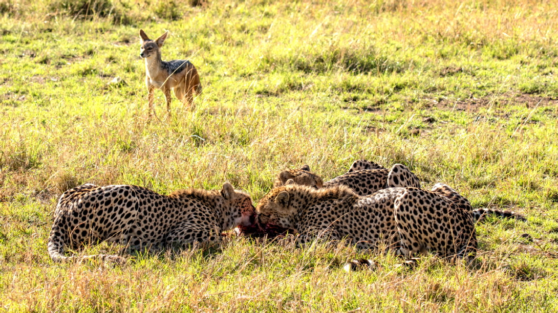 Safari zu Fuss-kenia 