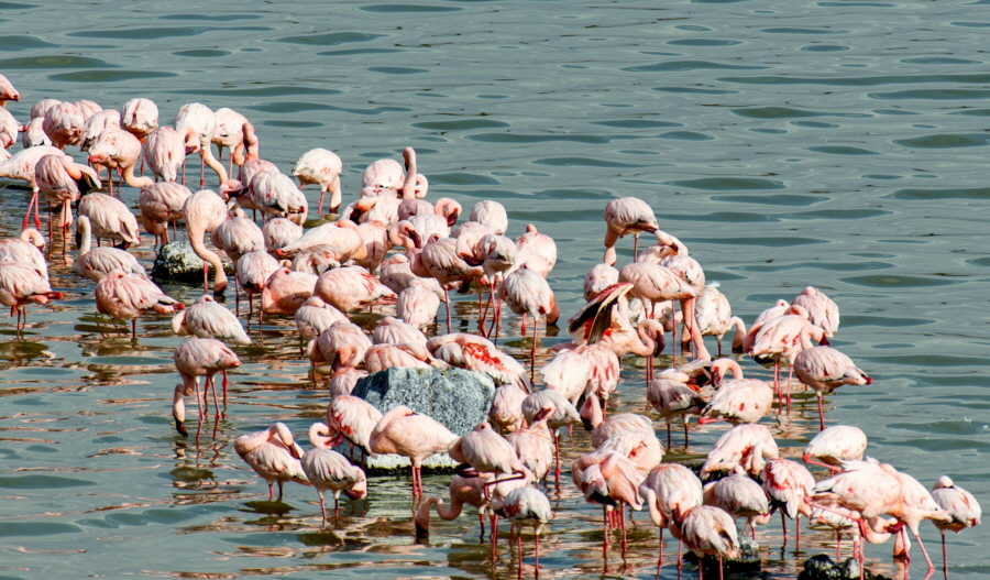 Flamingos auf dem Momella See