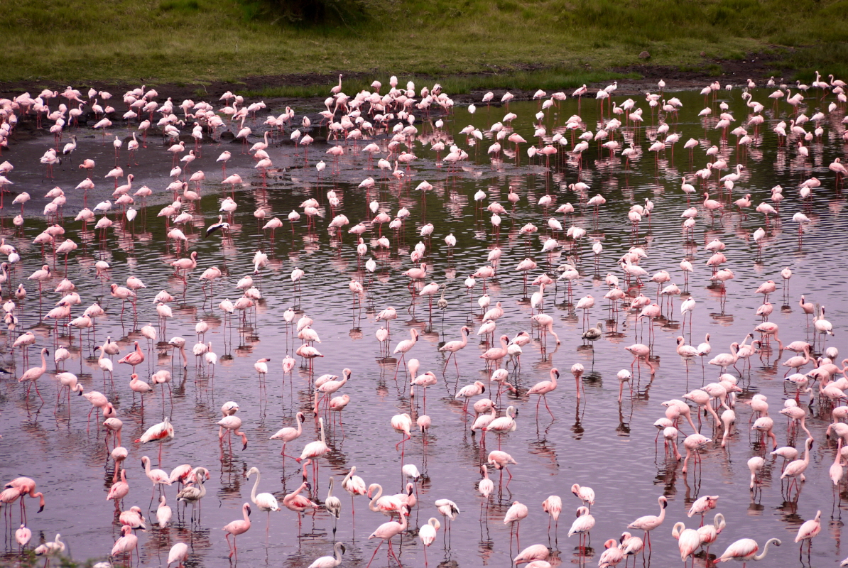Momella Seen mit  Flamingos