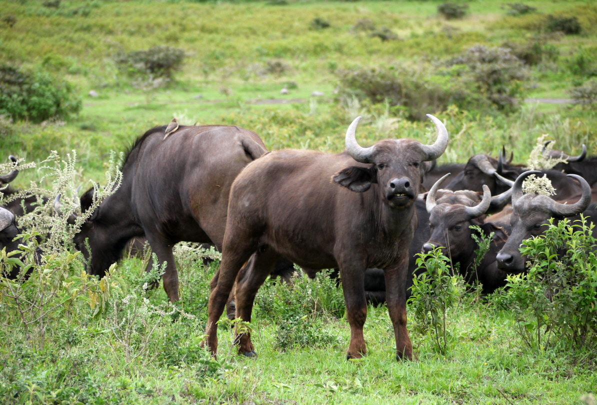 B�ffel Arusha NP