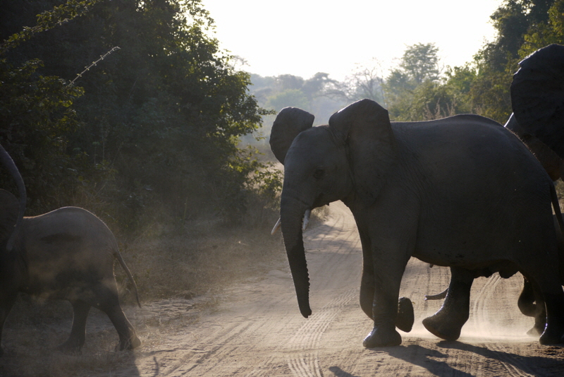 Elefanten mit klenien Stosszähnen