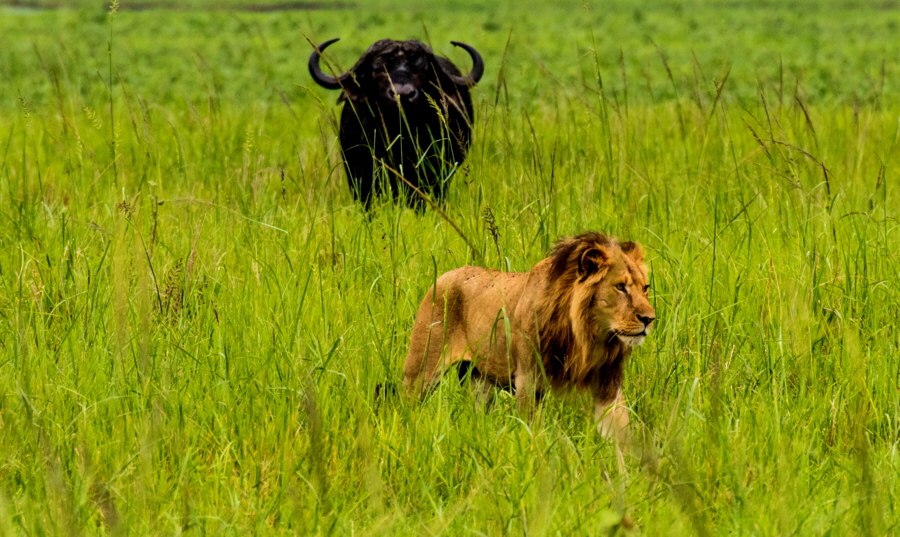 Chada Katavi Büffel und Löwen