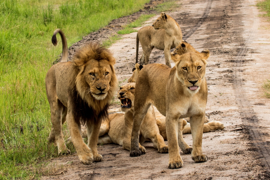Löwen im Katavi