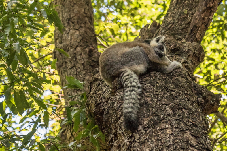 katta-lemur-Madagaskar