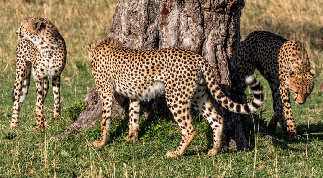 GEPARDEN MASAI MARA 