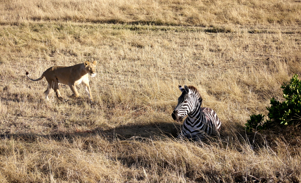 Lwen auf der Jagd in der Mara