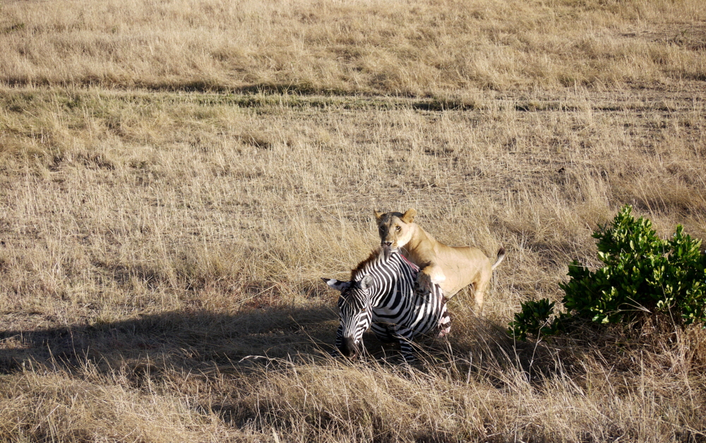 Lwe mit Zebra  live dabei 