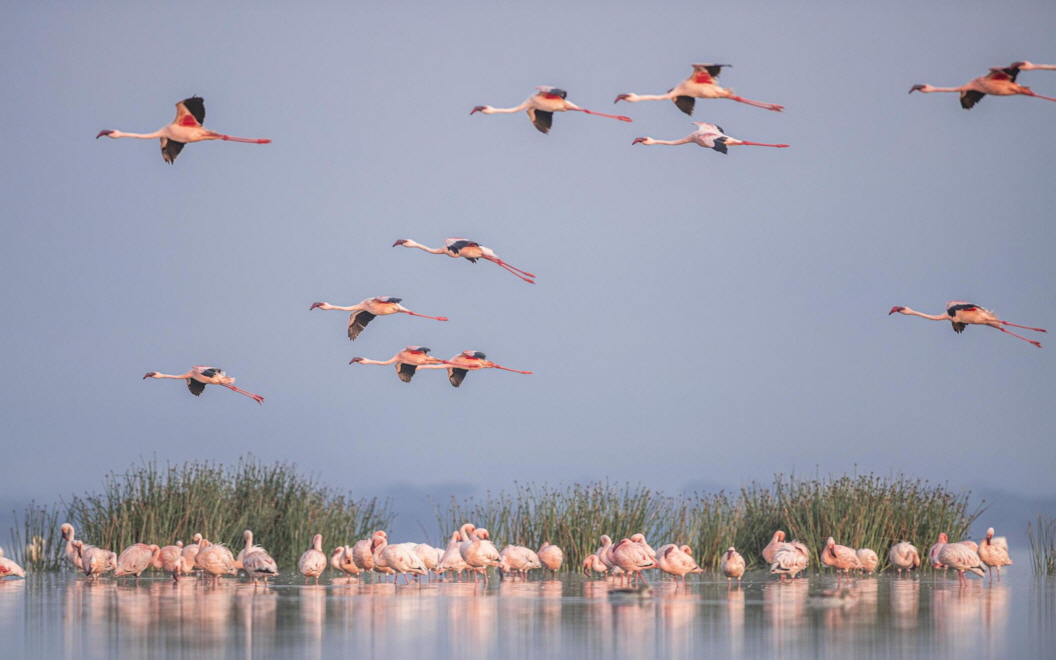 Lake Elmenteita Flamingos