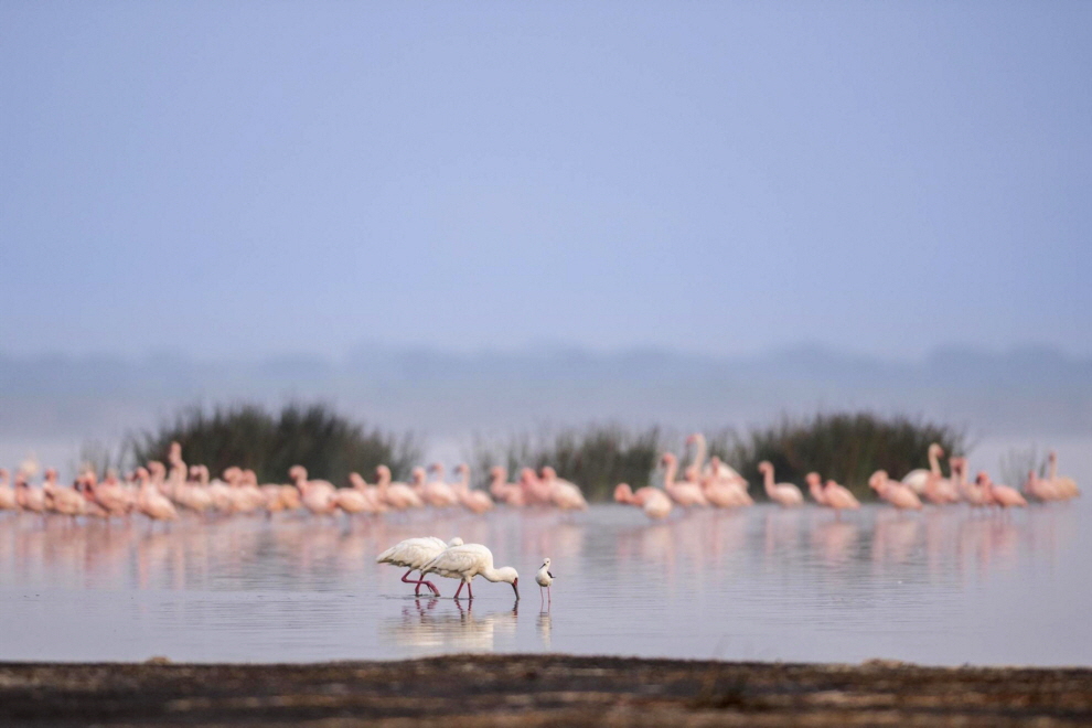 Lake Elmenteita Flamingos und Sichelreiher