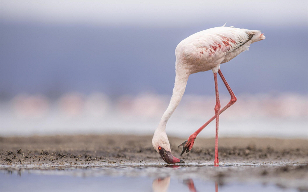 Lake Nakuru Flamingo