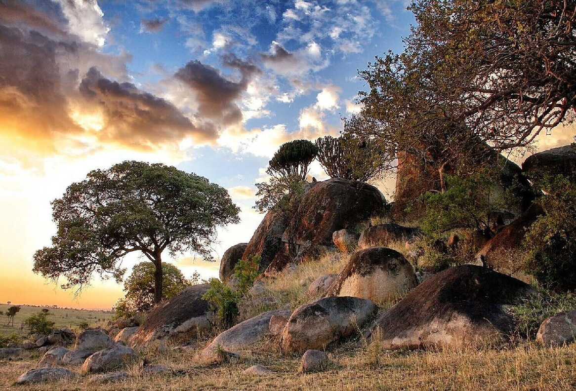 Lamai Serengeti Tansania Kopjes 