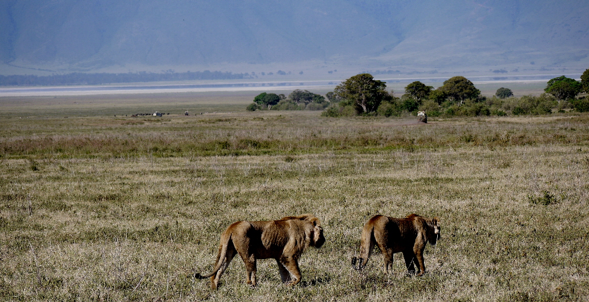Ngorongoro Krater Lwen