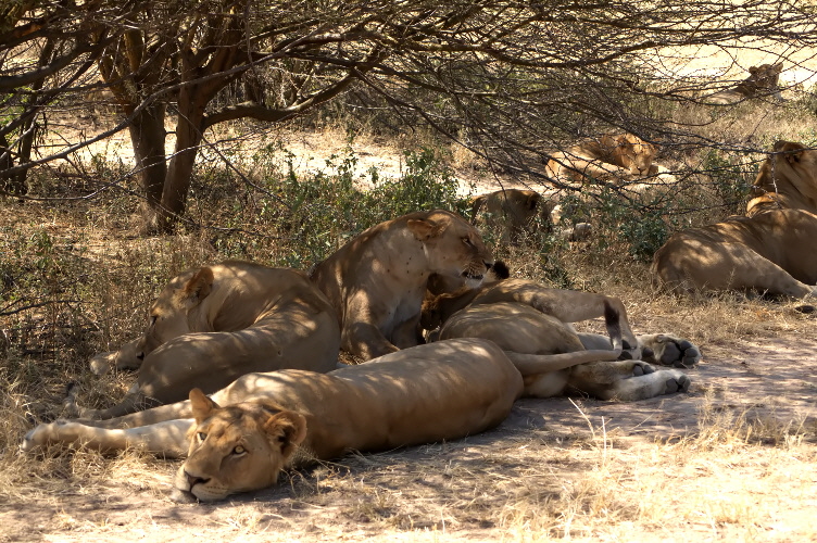 Löwenrudel  Ruaha Tansania