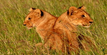 little Governorscamp Masai mara Safari Kenia