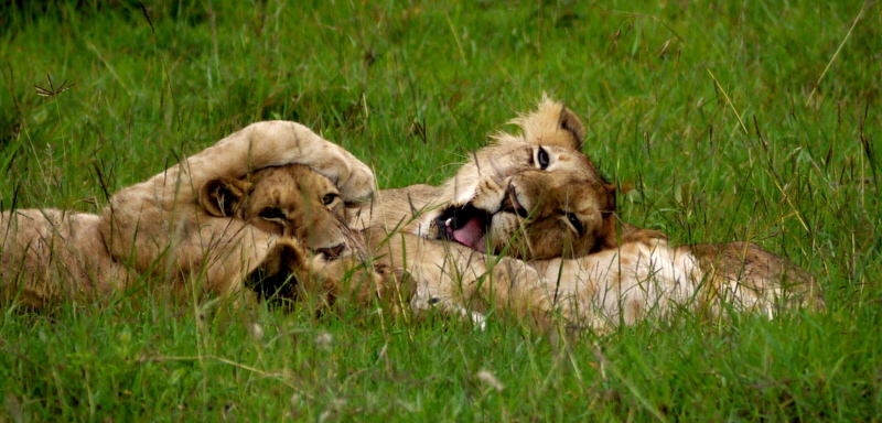 lLöwen in der Mara- African Queen Safaris