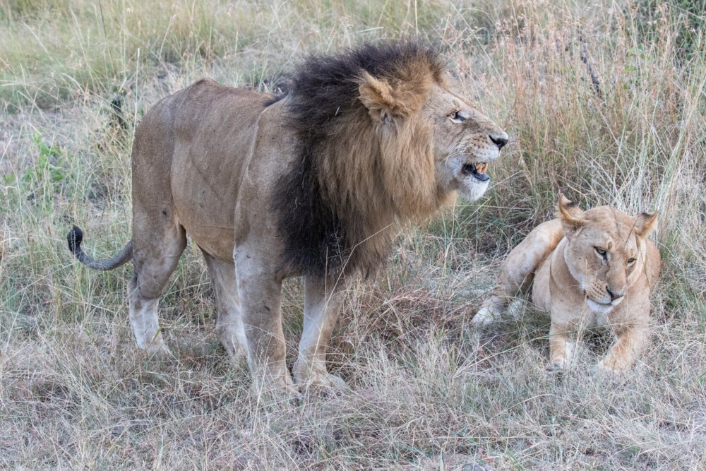 Masai Mara Löwen